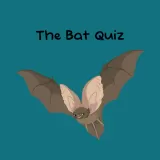 The Bat Quiz The Bat Quiz