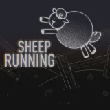 Sheep Running
