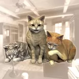 Rental Cat Pack C (Chinese Ver.)
