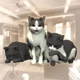 Rental Cat Pack D (Chinese Ver.)