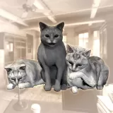 Rental Cat Pack B (Chinese Ver.)